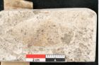 Foto (Detailansicht) von Fagus feroniae Unger (NHMW-GEO-2024-0188-8117)